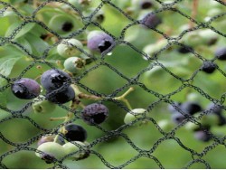 Fruit Cage Net 12 Meter Wide