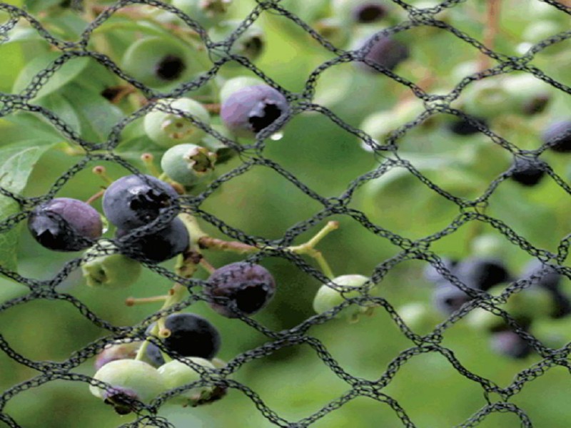 Fruit Cage Net 12 Meter Wide Ferryman Polytunnels Devon