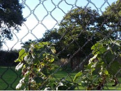 Fruit Cage Net 8 Meter Wide